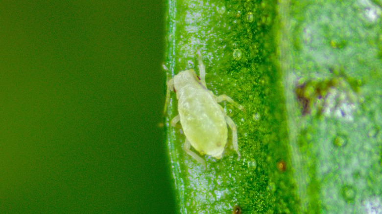 Close up of an aphid