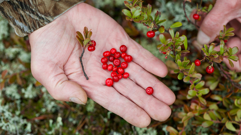 Handful of picked bearberries