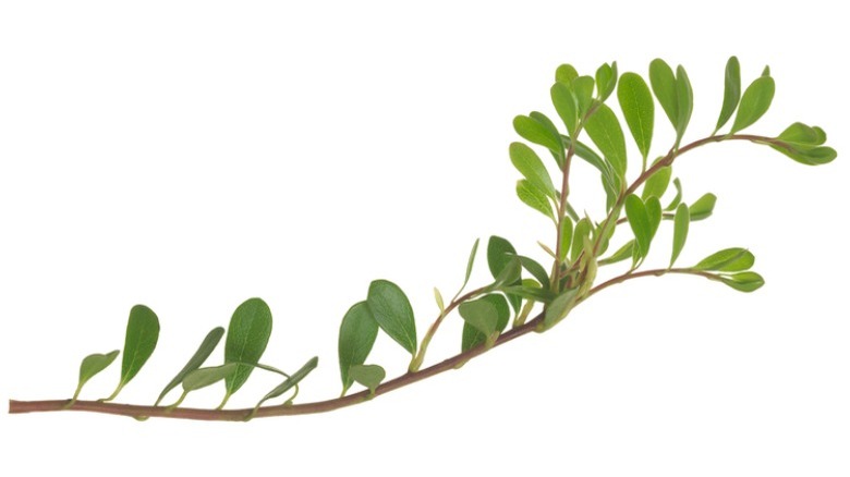 Bearberry stem cutting