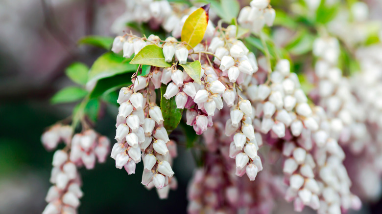 Flowering bearberry bush