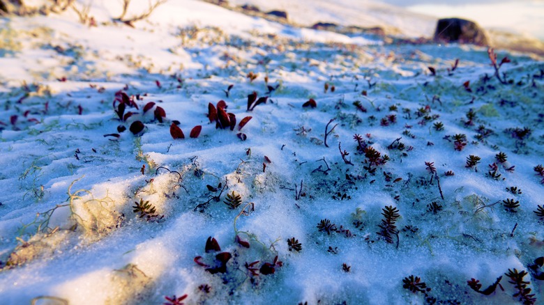 Bearberries poking out from snow