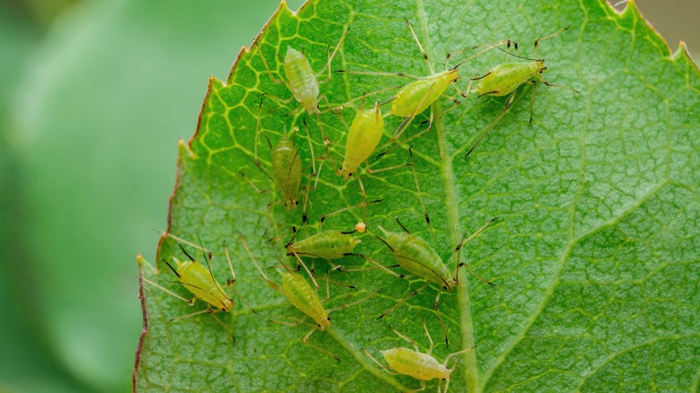 aphids on leaf