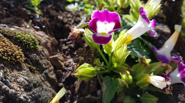 wishbone flowers in soil