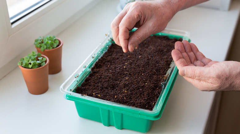 Person planting small wishbone flower seeds in a bright blue starter tray on a white windowsill