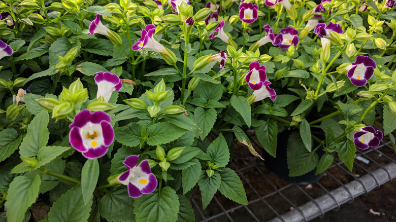 wishbone flowers in nursery