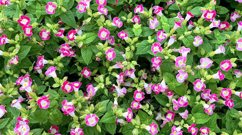 pink wishbone flowers in bloom