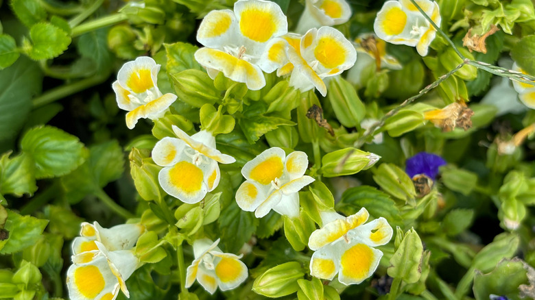 yellow wishbone flowers