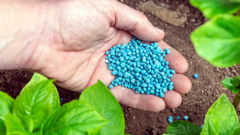 hand sprinkling blue fertilizer pellets over soil