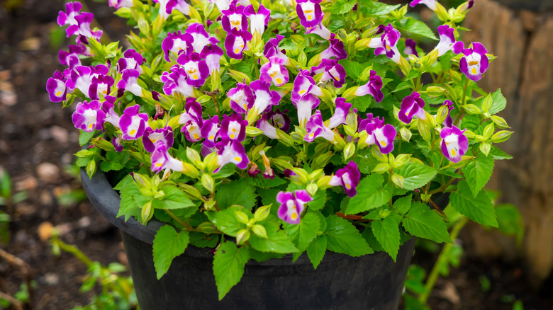 potted wishbone flowers