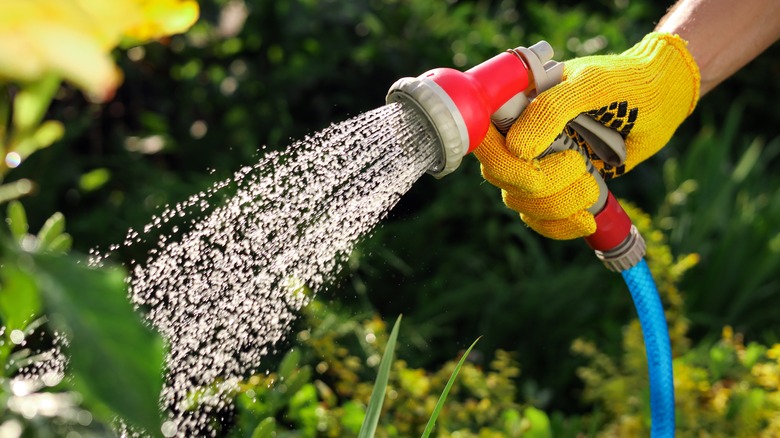 person spraying water hose