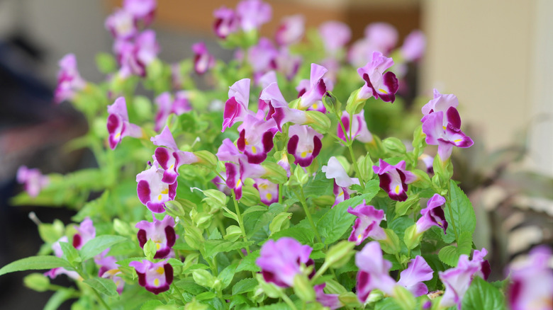 potted wishbone flowers indoors