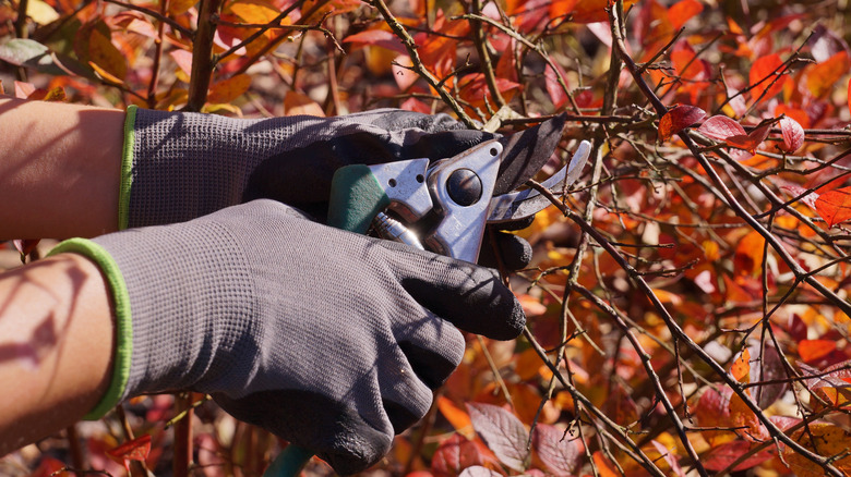 Pruning blueberry plants