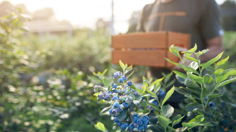 Farming blueberries
