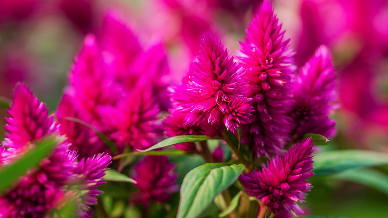 How To Grow And Care For Celosia Cockscomb Flowers