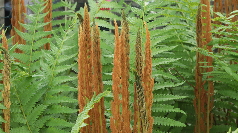 cinnamon fern showing fertile fronds