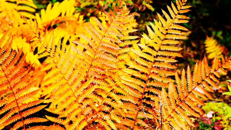 cinnamon fern showing fall color