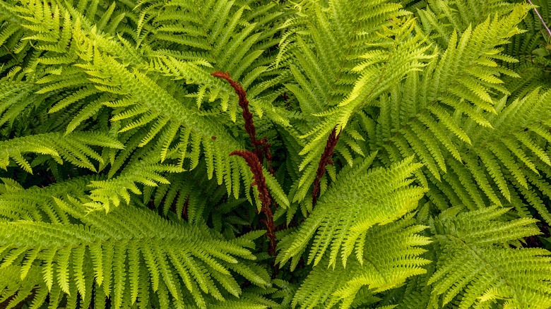 cinnamon fern with new fronds