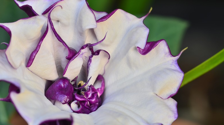 Purple-tinged white datura flower