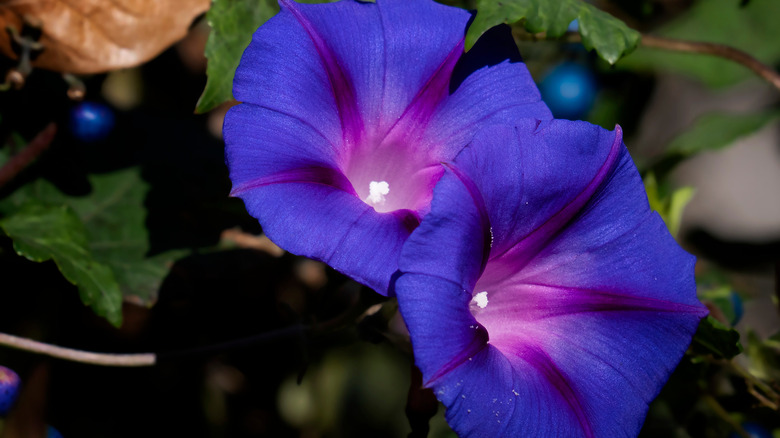 Deep purple datura flowers