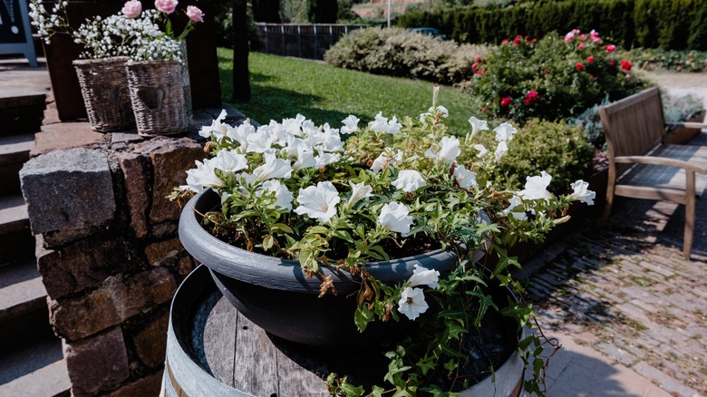 datura flowers in a container