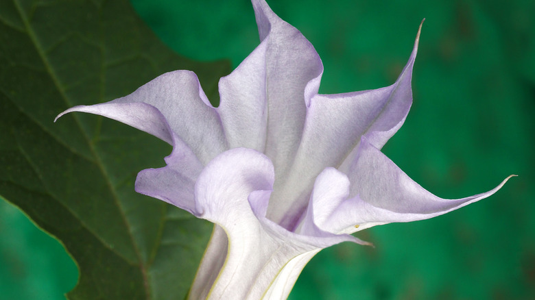 Lavender datura flower