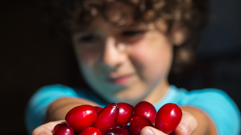 child's handful of dogwood berries