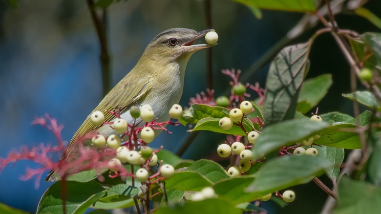 bird eating white dogwood berry