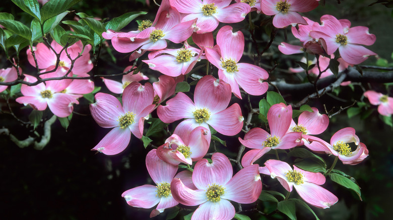 pink flowering dogwood blossoms