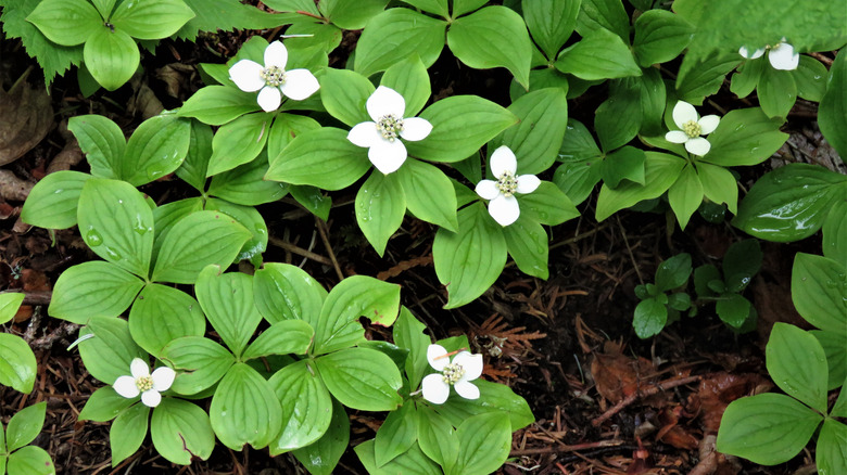 bunchberry dogwood ground cover