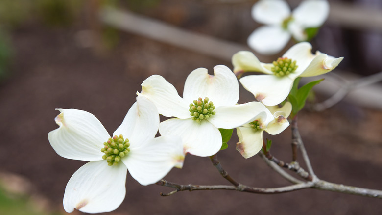 White flowering dogwood blossom