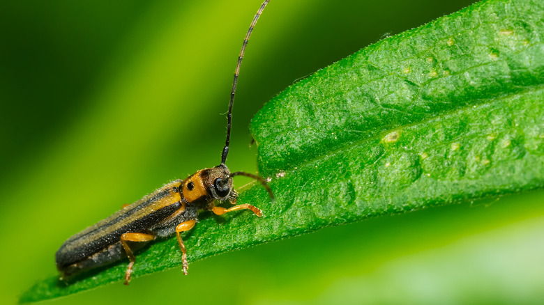 dogwood borer insect