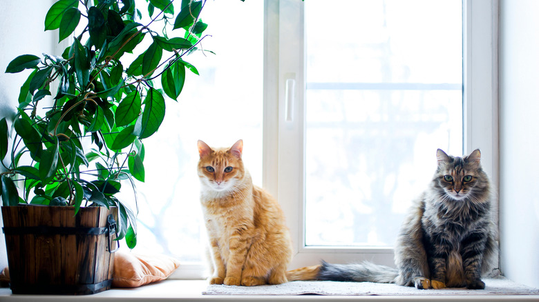 hoya plant with two cats 