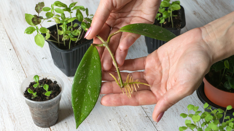 hoya propagation 