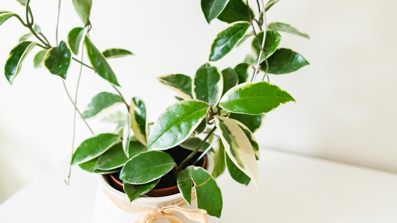 hoya plant climbing up wire