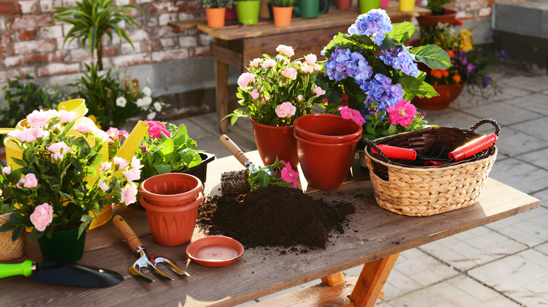 Repotting flowers on a table