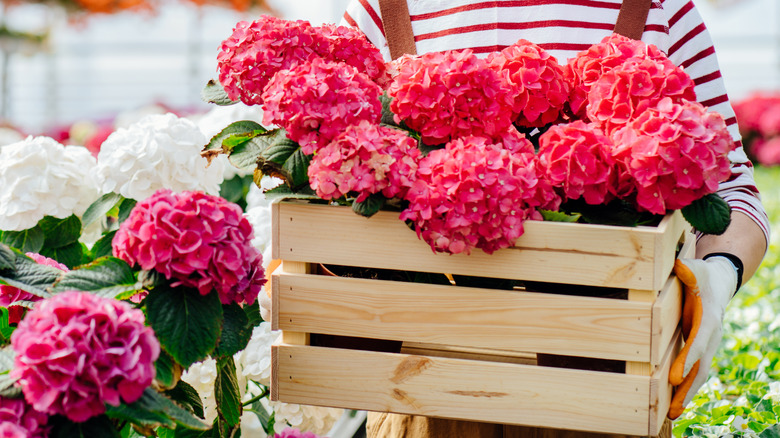 Person carrying box of hydrangeas