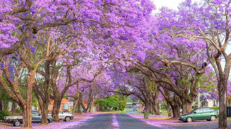 Jacaranda tree lined street