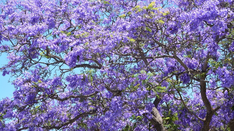 Large jacaranda tree