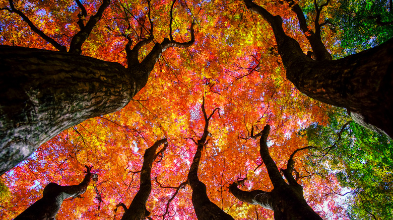 Ground view of Japanese maple 