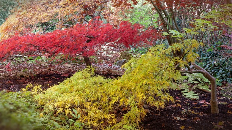 Several Japanese maple trees
