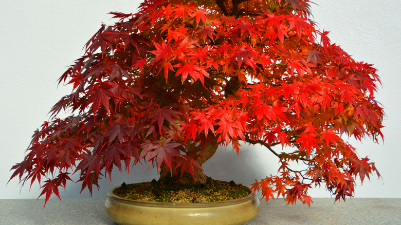 Japanese maple bonsai