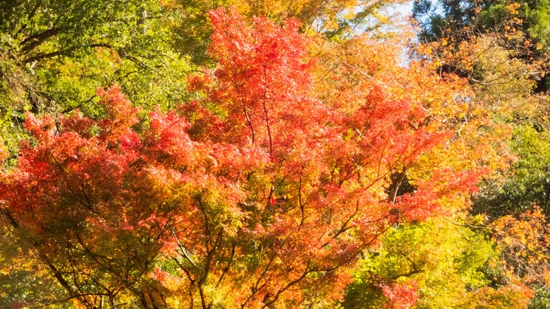 Japanese maple tree