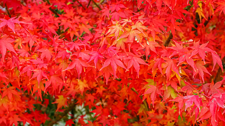 Bright red Japanese maple leaves