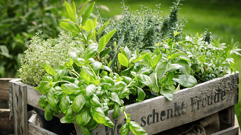 Small container herb garden