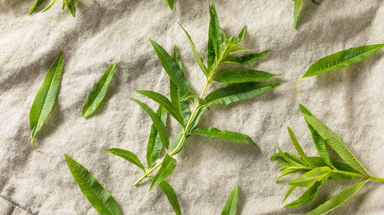 Lemon verbena cuttings