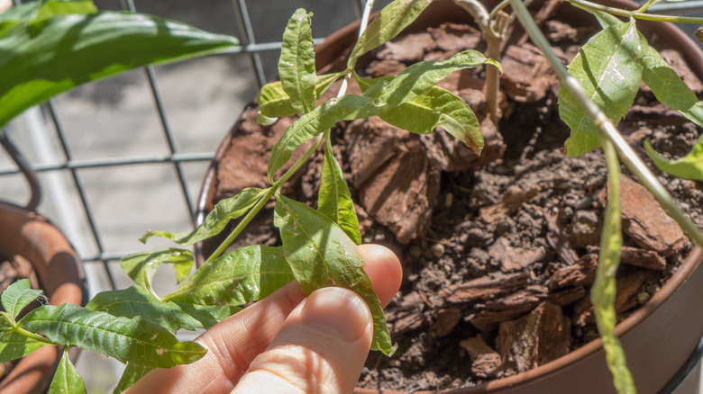 Leaf damage on potted lemon verbena