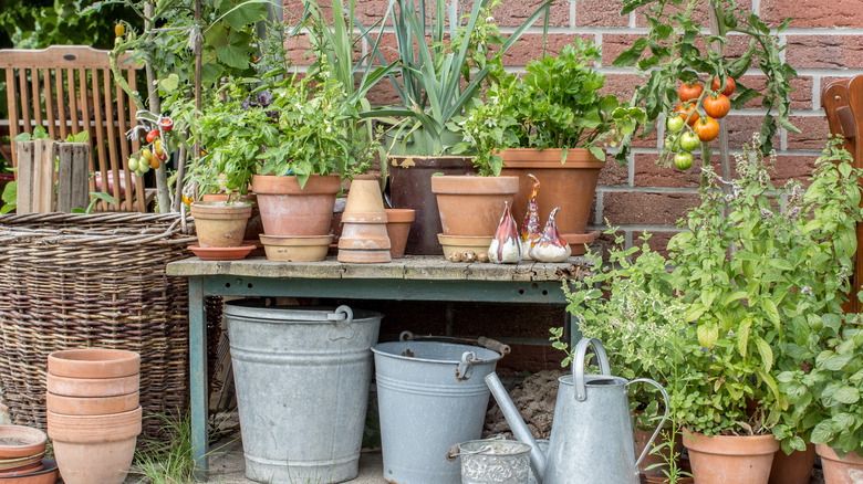 Flower pots and herbs in garden