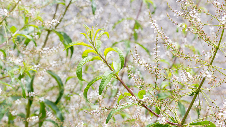 Lemon verbena flowers