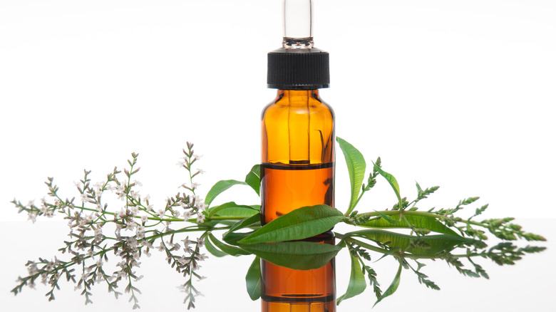 Lemon verbena essential oil