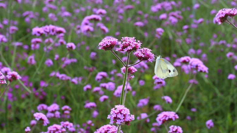 Gossamer butterfly on purpletop vervain